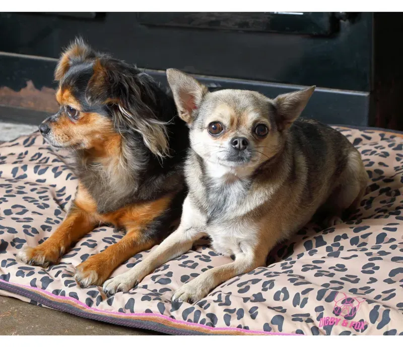 Digby and Fox 80x100cm Waterproof Dog Bed in Leopard